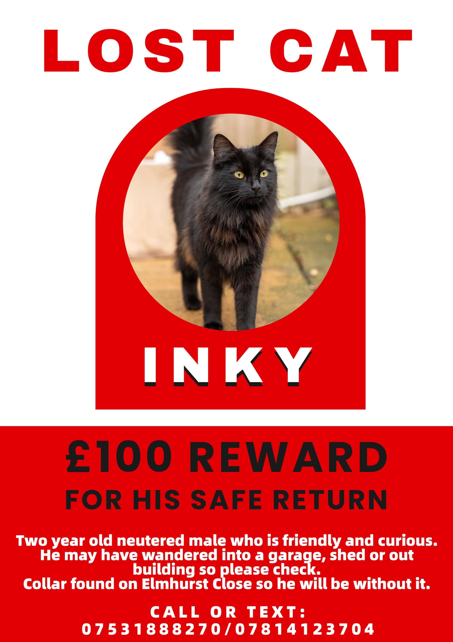 Appeal to find missing Inky the cat Inky